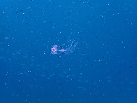 Purple-striped Jellyfish - Pelagia noctiluca Being followed by a very tiny fish, almost as transparent as the jelly! Jellies are good hosts for several fish juvenile species. I guess the fishes have some ways to avoid being eaten by the jelly, eventually. Fall,Geotagged,Indonesia,Pelagia noctiluca,Purple-striped Jellyfish