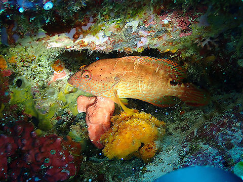 Leopard Grouper - Cephalopolis_leopardus It is a bit of a moved picture but it introduces this nice species of grouper. Cephalopholis leopardus,Cephalopolis leopardus,Fall,Geotagged,Indonesia