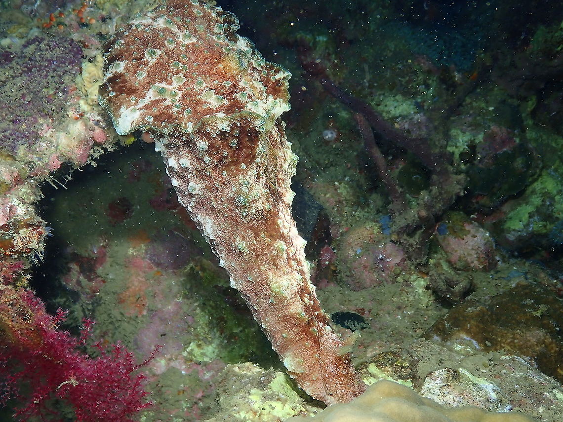 Blunt-end Seahare - Dolabella auricularia streeeeeetch... ! (face at the bottom, in case you wonder) :-)<br />
And it is a big seahare! (they reach up to 40 cm).<br />
<figure class="photo"><a href="https://www.jungledragon.com/image/99575/blunt-end_seahare_-_dolabella_auricularia.html" title="Blunt-end Seahare - Dolabella auricularia"><img src="https://s3.amazonaws.com/media.jungledragon.com/images/2298/99575_thumb.JPG?AWSAccessKeyId=05GMT0V3GWVNE7GGM1R2&Expires=1759968010&Signature=ZT3hU7B8%2F2vQ%2FfHCdC3lbhVIIZs%3D" width="200" height="150" alt="Blunt-end Seahare - Dolabella auricularia Front view of the same sea hare once it managed to step down!<br />
https://www.jungledragon.com/image/99573/blunt-end_seahare_-_dolabella_auricularia.html Blunt-end Seahare,Dolabella auricularia,Fall,Geotagged,Indonesia" /></a></figure> Blunt-end Seahare,Dolabella auricularia,Fall,Geotagged,Indonesia