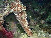 Blunt-end Seahare - Dolabella auricularia streeeeeetch... ! (face at the bottom, in case you wonder) :-)<br />
And it is a big seahare! (they reach up to 40 cm).<br />
https://www.jungledragon.com/image/99575/blunt-end_seahare_-_dolabella_auricularia.html Blunt-end Seahare,Dolabella auricularia,Fall,Geotagged,Indonesia