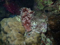 Blunt-end Seahare - Dolabella auricularia Front view of the same sea hare once it managed to step down!<br />
https://www.jungledragon.com/image/99573/blunt-end_seahare_-_dolabella_auricularia.html Blunt-end Seahare,Dolabella auricularia,Fall,Geotagged,Indonesia