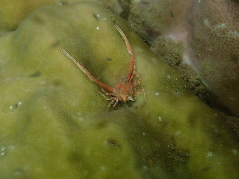Arcamia sp Still looking for ID :-) Arcamia,Fall,Geotagged,Indonesia,crab