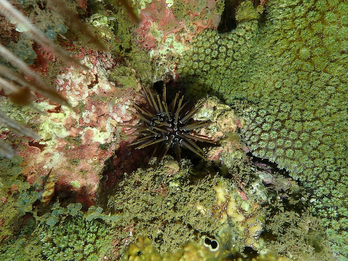 Burrowing urchin - Echinometra mathaei  Burrowing urchin,Echinometra mathaei,Fall,Geotagged,Indonesia