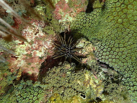 Burrowing urchin - Echinometra mathaei  Burrowing urchin,Echinometra mathaei,Fall,Geotagged,Indonesia