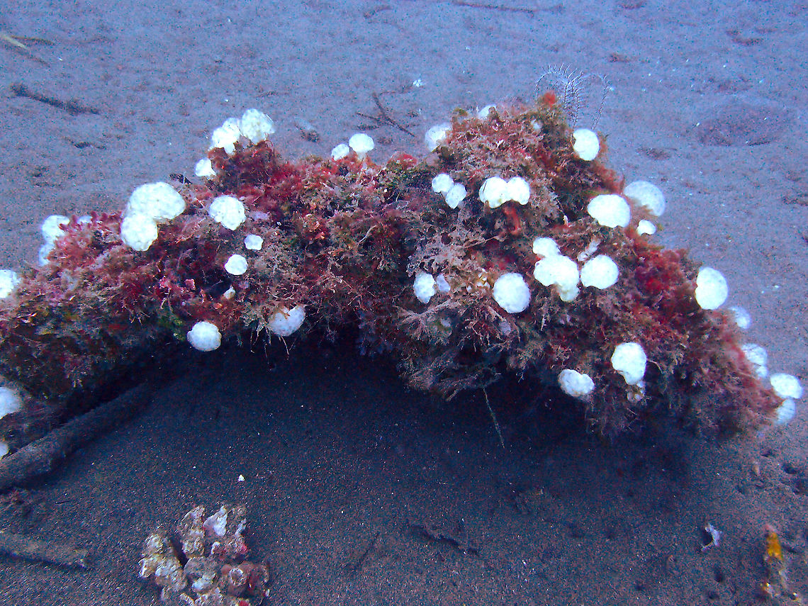 Eudistoma_niveum It is the white mushroom like colonies. Seen in Dauin, Philippines in 2012. I was looking for species for more recent spottings and I was lucky to find this one as well. Eudistoma niveum,Fall,Geotagged,Philippines,White Fungus Ascidian