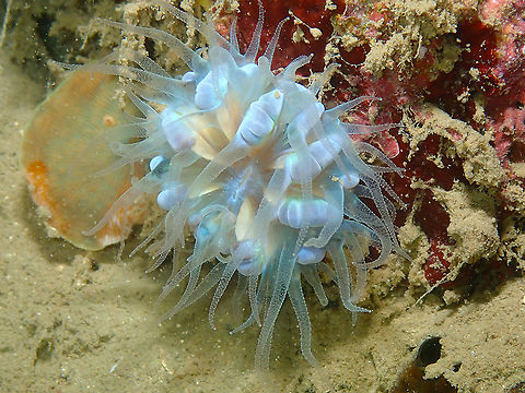 Pearl Bubble Coral - Physogyra lichtensteini (baby) - Tentative ID Tentative based on ressemblance to one of the pictures here:
http://www.coralsoftheworld.org/species_factsheets/species_factsheet_images/physogyra-lichtensteini/
Alternatively it also holds ressemblnace to Balanophyllia species. Fall,Geotagged,Indonesia,Pearl Bubble Coral,Physogyra lichtensteini