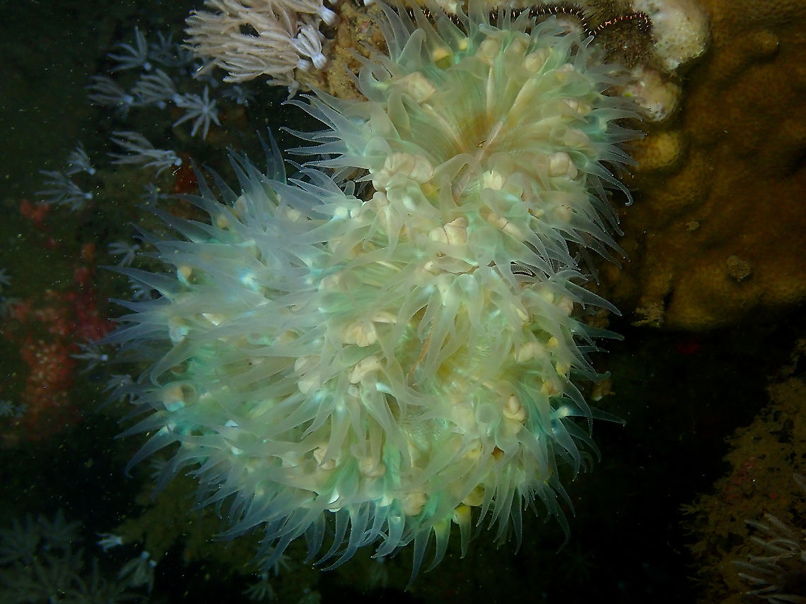 Pearl Bubble Coral - Physogyra lichtensteini This is a more grown colony of Physogyra lichtensteini with its tentacles out (night dive picture). Fall,Geotagged,Indonesia,Pearl Bubble Coral,Physogyra lichtensteini