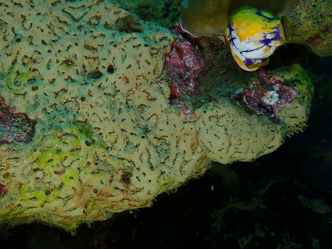 Liosina paradoxa Sponge Sponges IDs are always tentative but I am inclined to L. paradoxa instead of granularis because I find it more often related to the Indonesian locations and is mentioned in some articles citing marine life in the neighbor island of Ternate. Fall,Geotagged,Indonesia,Liosina paradoxa,Sponge Liosina paradoxa