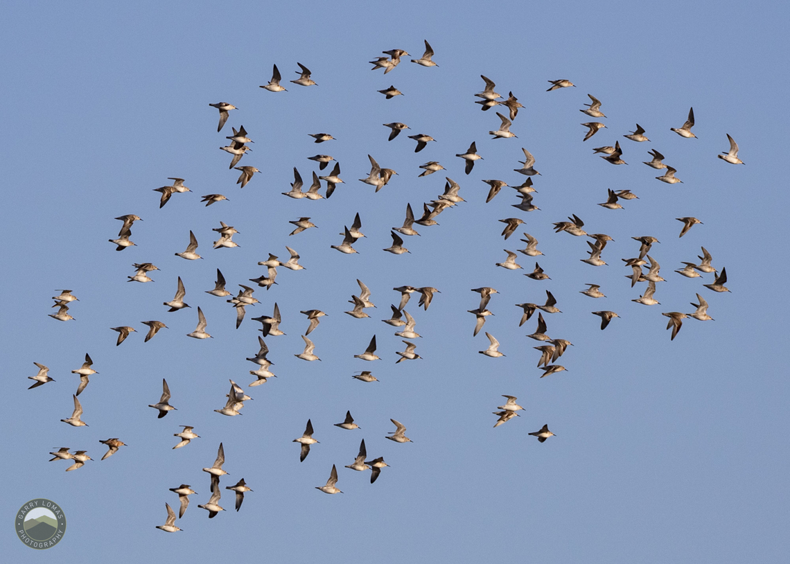 A plunge of Common Ringed Plover. Captured on the coast near Silloth UK. Charadrius hiaticula,Common Ringed Plover,Geotagged,United Kingdom