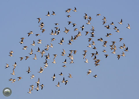 A plunge of Common Ringed Plover. Captured on the coast near Silloth UK. Charadrius hiaticula,Common Ringed Plover,Geotagged,United Kingdom