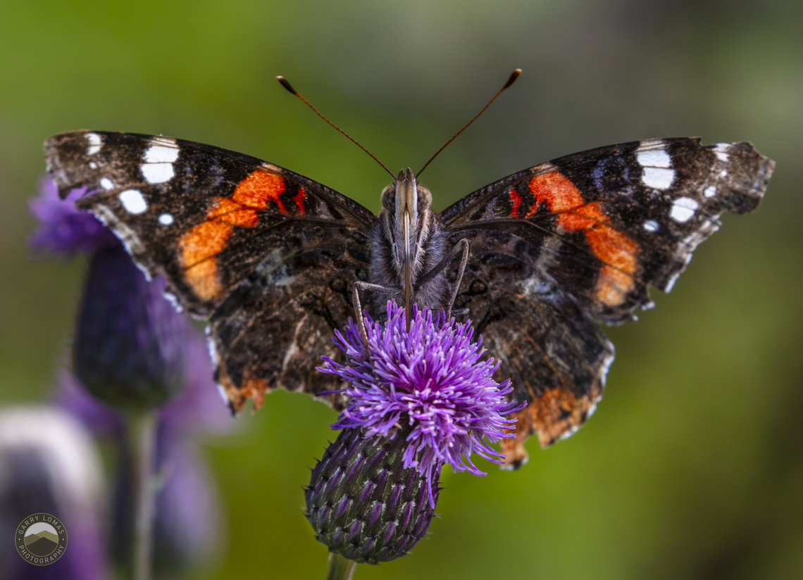 Red Admiral on Thistle  Geotagged,Red Admiral,United Kingdom,Vanessa atalanta