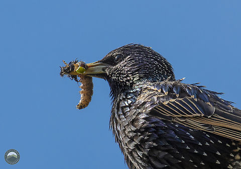 Common Starling We have two nest boxes with Starlings in at the moment.  Here one of the adults has a plethora of insects ready to feed the hungry chicks. Common Starling,Geotagged,Sturnus vulgaris,United Kingdom