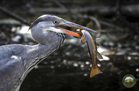 Grey Heron Grey Heron catches a trout. Ardea cinerea,Geotagged,Grey heron,Spring,United Kingdom
