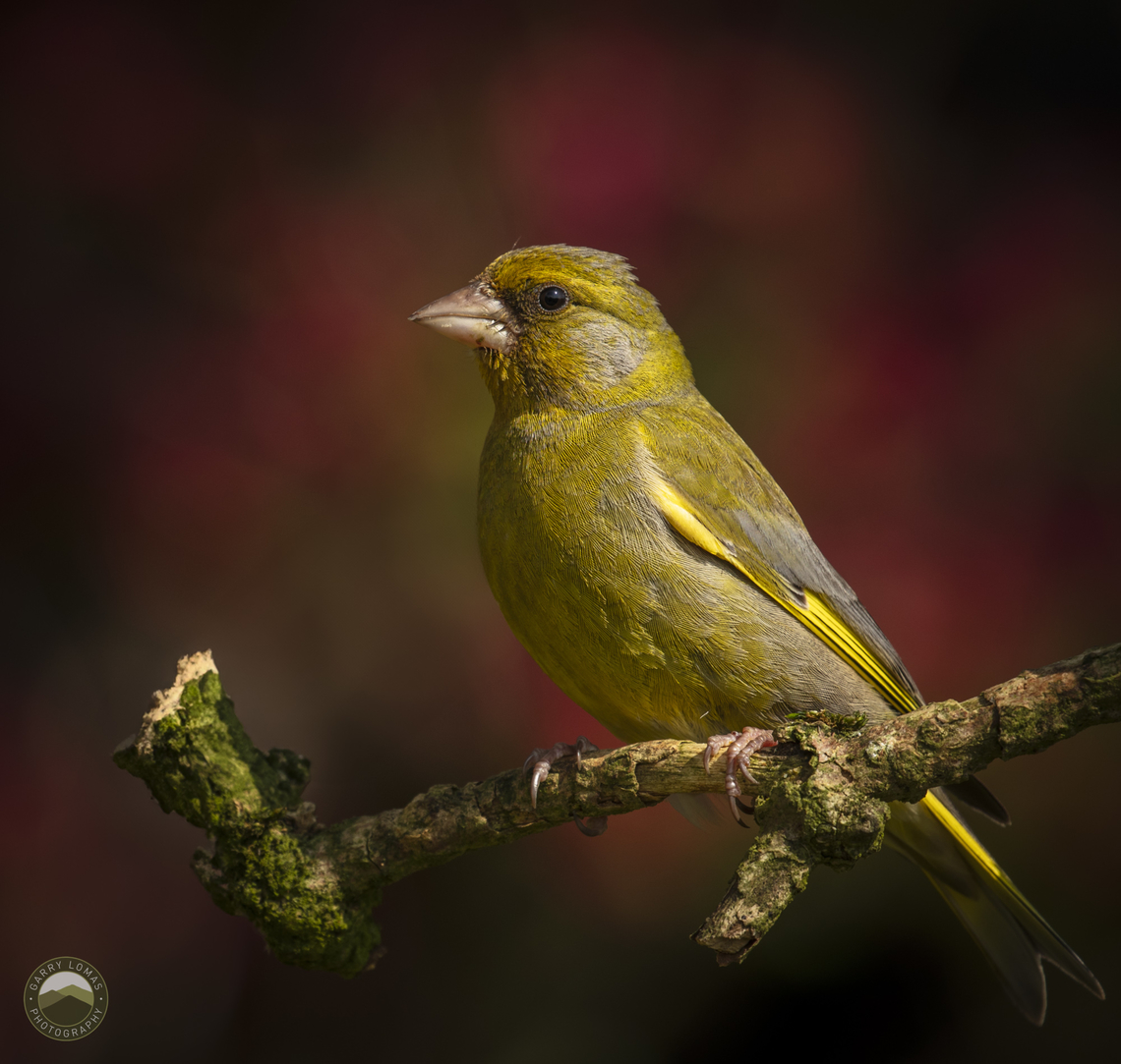 Greenfinch  Chloris chloris,European Greenfinch,Geotagged,United Kingdom