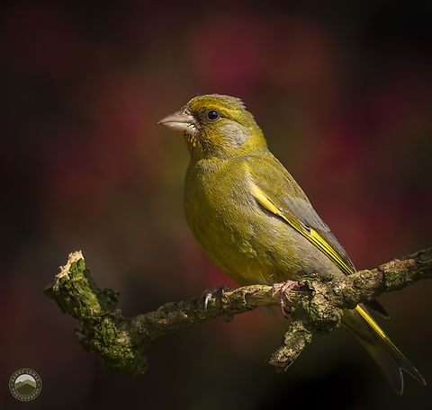 Greenfinch  Chloris chloris,European Greenfinch,Geotagged,United Kingdom