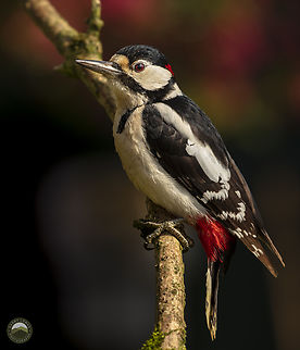 Great spotted woodpecker (Dendrocopos major) Dendrocopos major,Geotagged,Great Spotted Woodpecker,United Kingdom