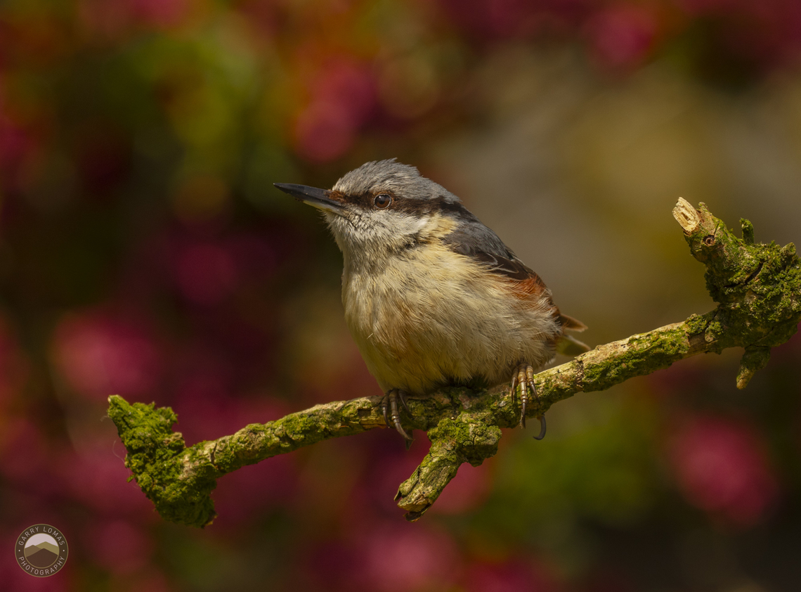 Nuthatch  Eurasian Nuthatch,Geotagged,Sitta europaea,United Kingdom