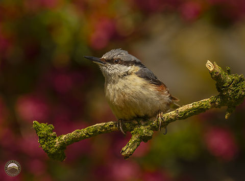 Nuthatch  Eurasian Nuthatch,Geotagged,Sitta europaea,United Kingdom