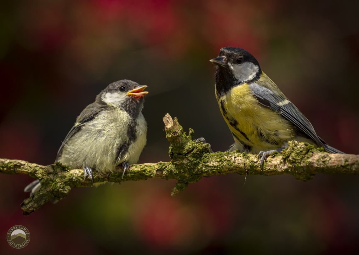Great tit & chick  Geotagged,Great Tit,Parus major,United Kingdom