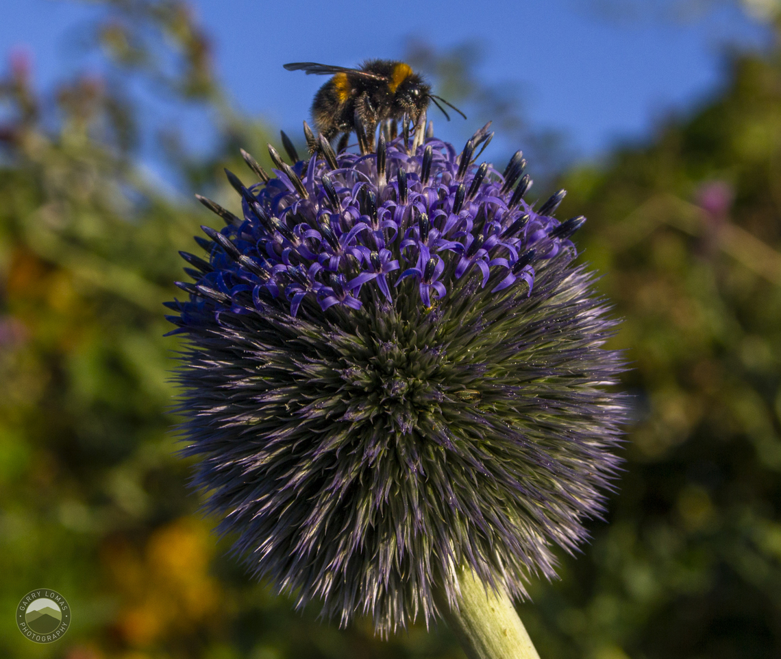 Bumblebee on an Allium  Allium acuminatum,Bombus pratorum,Early Bumble Bee,Geotagged,Tapertip onion,United Kingdom