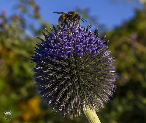 Bumblebee on an Allium  Allium acuminatum,Bombus pratorum,Early Bumble Bee,Geotagged,Tapertip onion,United Kingdom