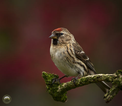Redpoll  Acanthis flammea,Geotagged,RedPoll,United Kingdom