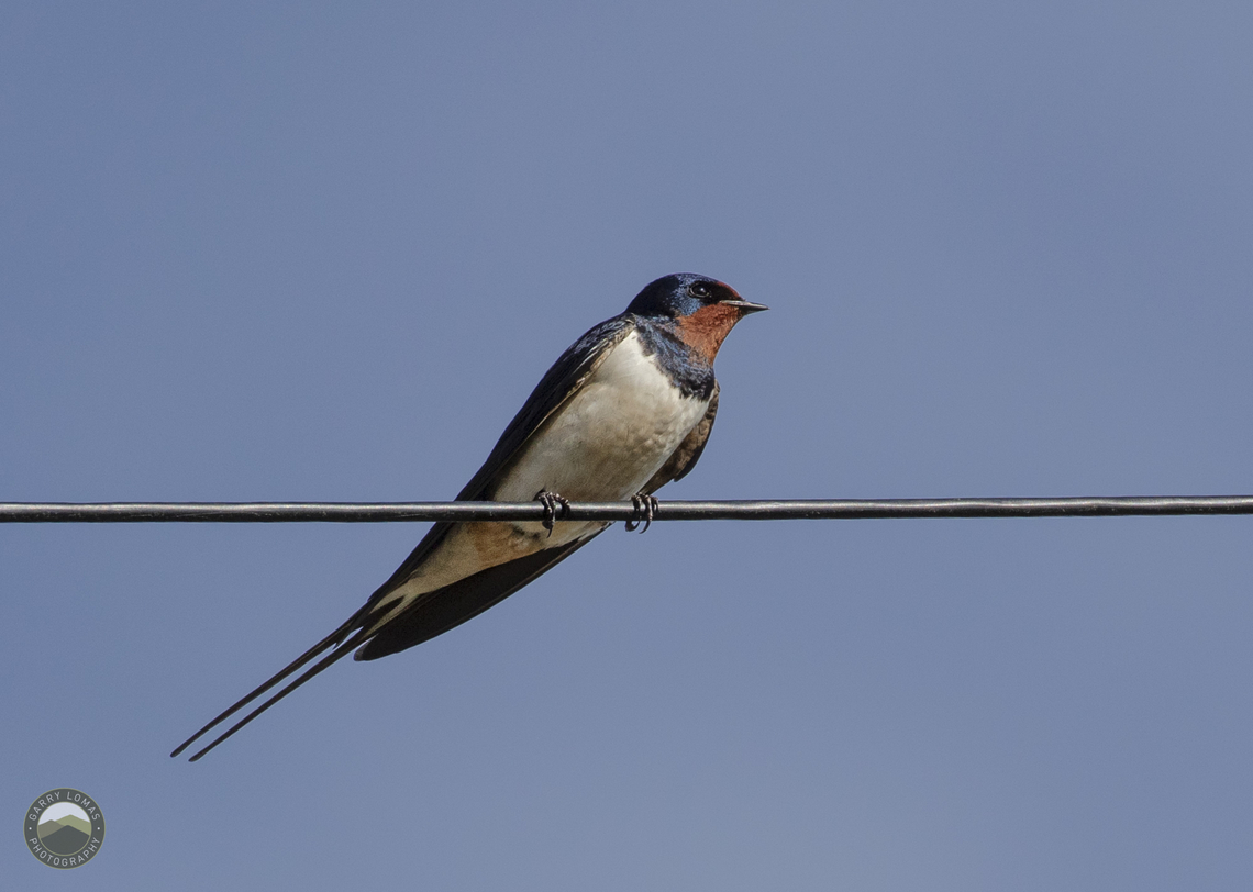 Barn Swallow  Barn Swallow,Geotagged,Hirundo rustica,United Kingdom