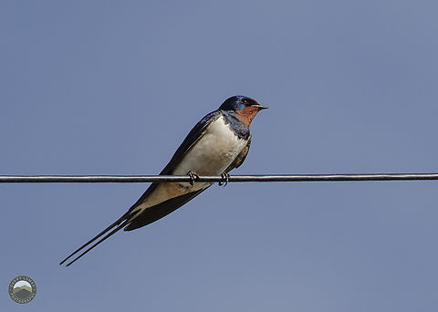 Barn Swallow  Barn Swallow,Geotagged,Hirundo rustica,United Kingdom