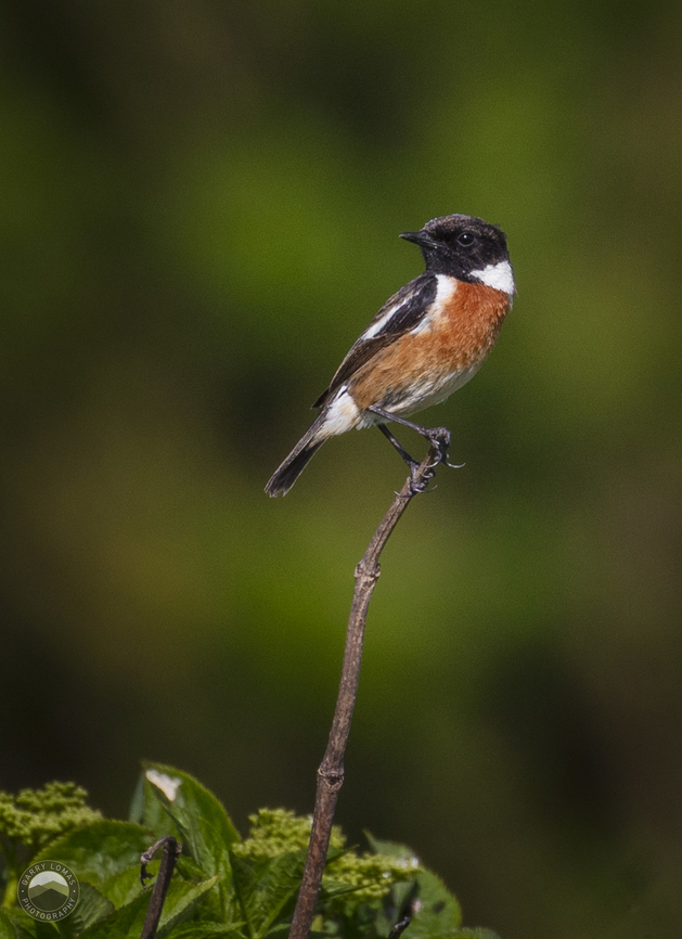 Stonechat  European Stonechat,Geotagged,Saxicola rubicola,United Kingdom