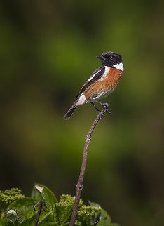 Stonechat  European Stonechat,Geotagged,Saxicola rubicola,United Kingdom