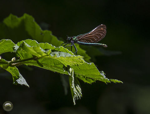 Beautiful Demoiselle  Beautiful demoiselle,Calopteryx virgo,Geotagged,United Kingdom