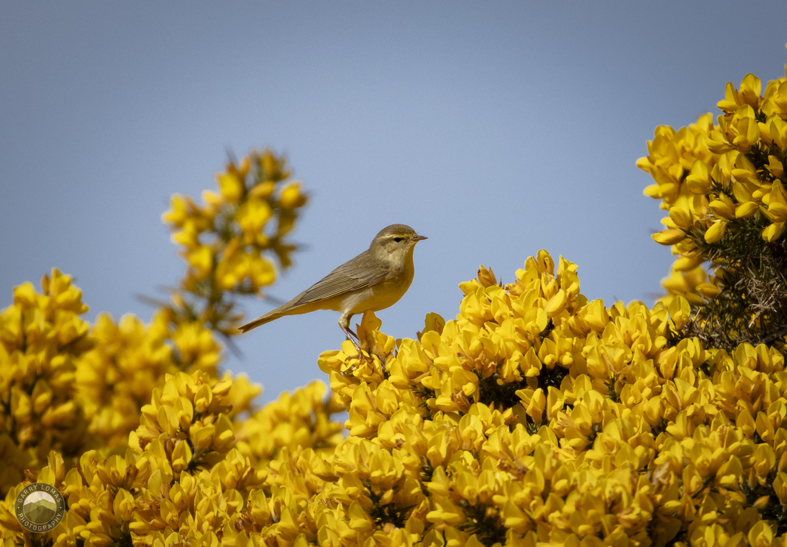 Willow Warbler amongst some Gorse  Geotagged,Phylloscopus trochilus,United Kingdom,Willow warbler