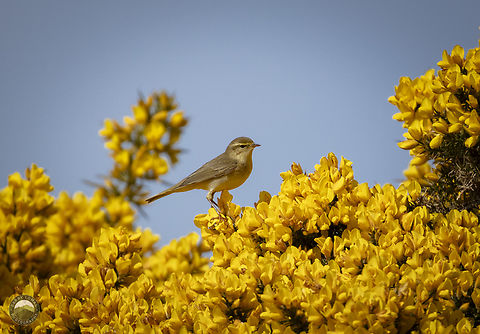 Willow Warbler amongst some Gorse  Geotagged,Phylloscopus trochilus,United Kingdom,Willow warbler