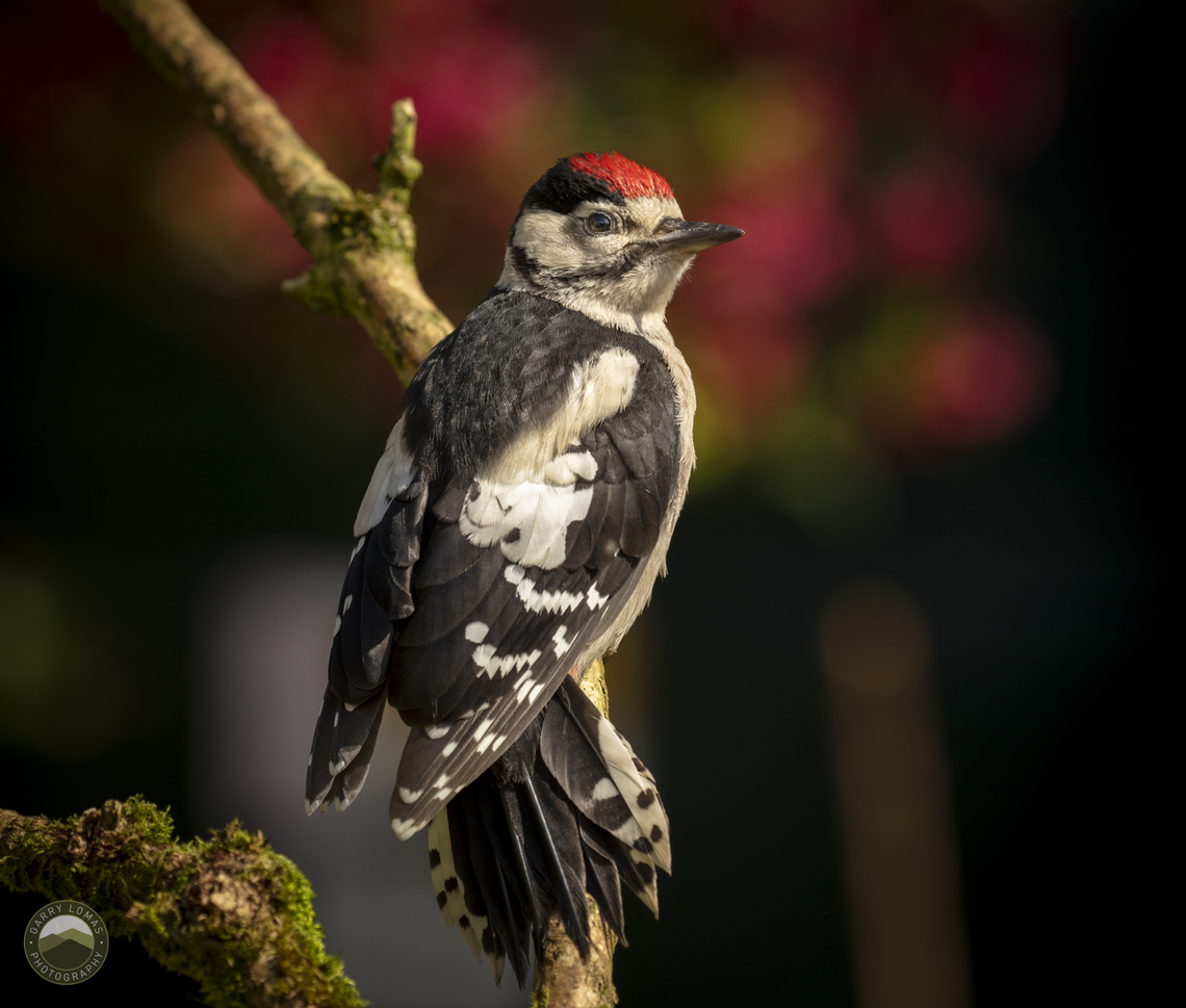Juvenile Great Spotted Woodpecker  Dendrocopos major,Geotagged,Great spotted woodpecker,United Kingdom