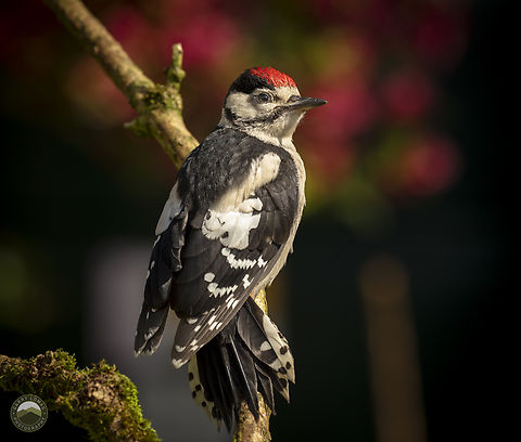 Juvenile Great Spotted Woodpecker  Dendrocopos major,Geotagged,Great spotted woodpecker,United Kingdom