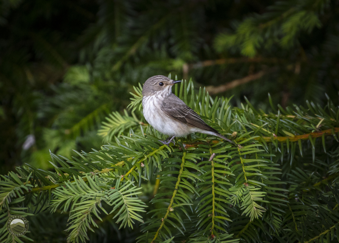 Spotted Flycatcher Juvenile  Geotagged,Muscicapa striata,Spotted Flycatcher,United Kingdom