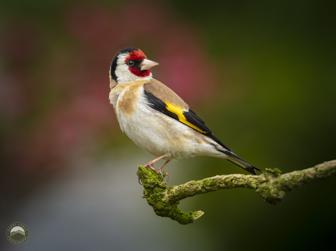 Goldfinch  Carduelis carduelis,European goldfinch,Geotagged,United Kingdom
