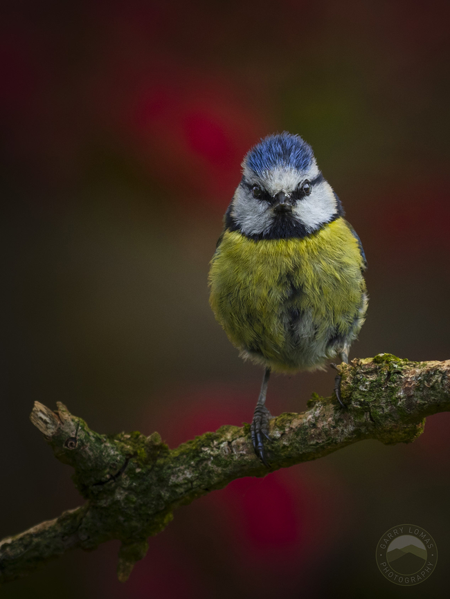 Blue tit  Cyanistes caeruleus,Eurasion Blue Tit,Geotagged,United Kingdom