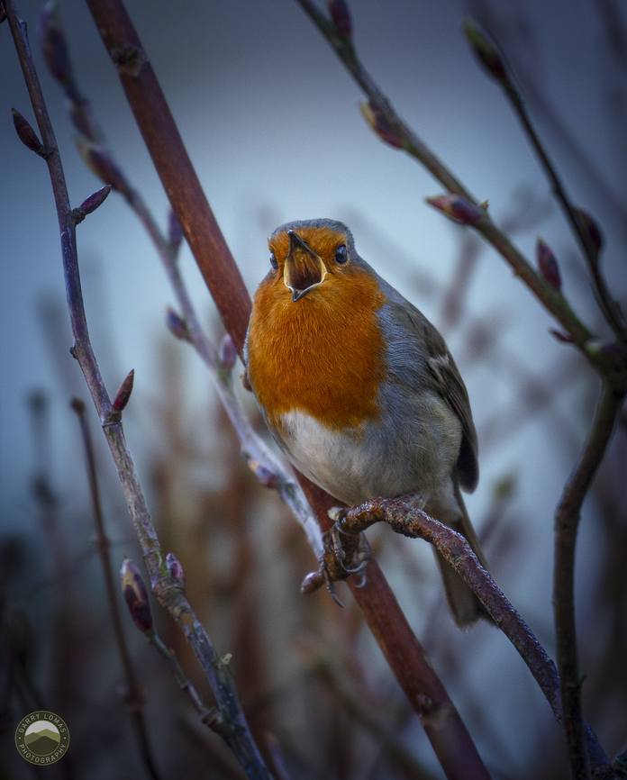 Robin  Erithacus rubecula,European robin,Geotagged,United Kingdom