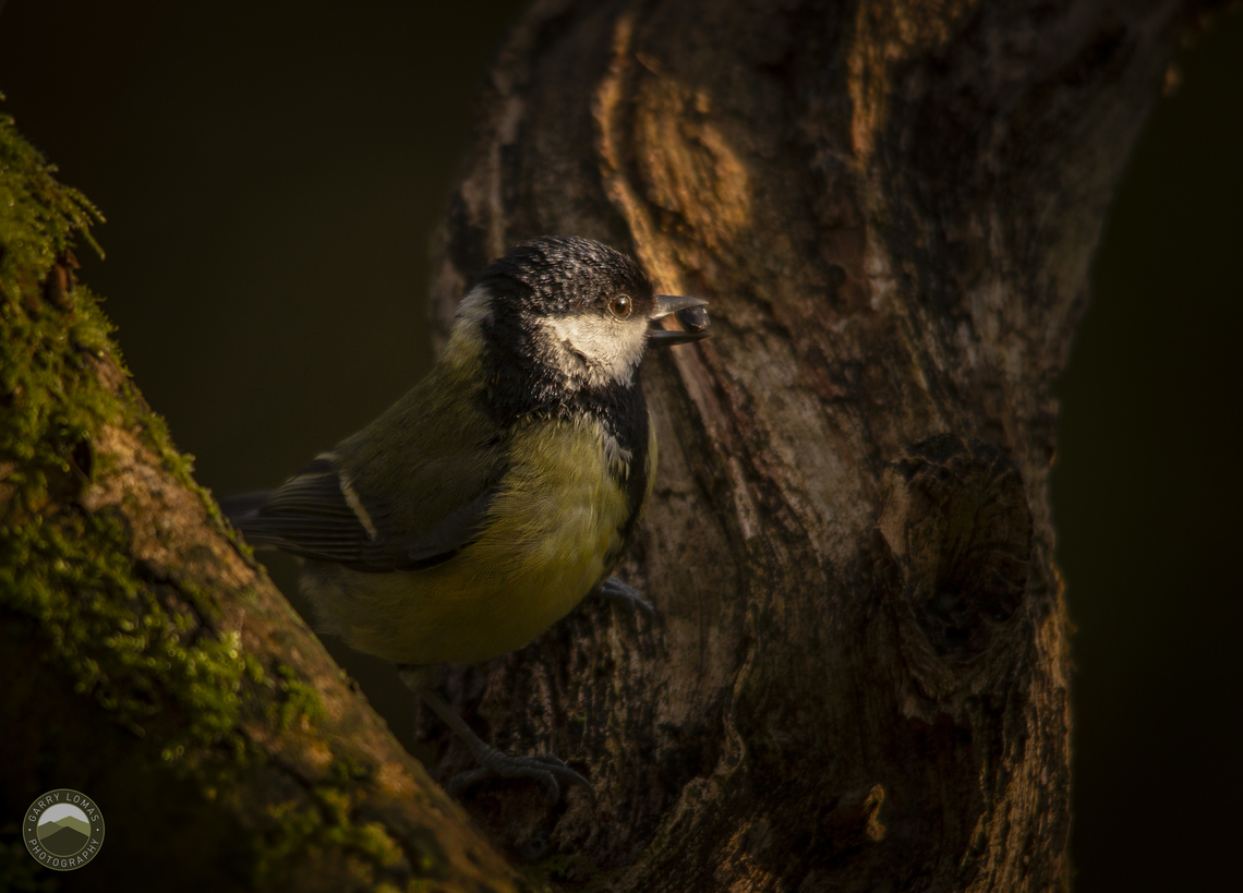 Great tit  Geotagged,Great Tit,Parus major,United Kingdom
