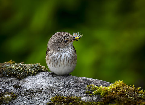 Spotted flycatcher  Geotagged,Muscicapa striata,Spotted Flycatcher,United Kingdom