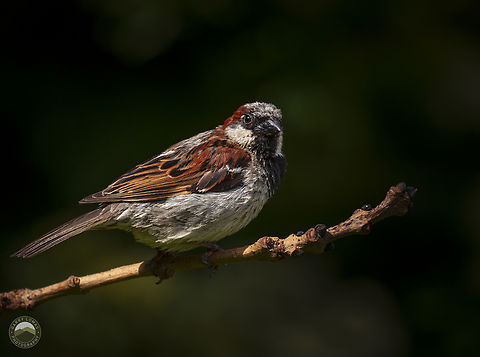 House Sparrow  Geotagged,House sparrow,Passer domesticus,United Kingdom