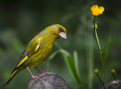 Greenfinch  Chloris chloris,European Greenfinch,Geotagged,United Kingdom