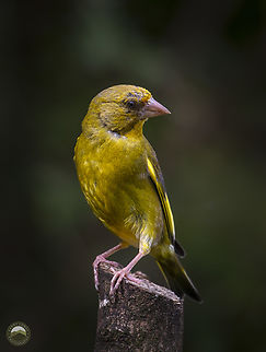 Greenfinch  Chloris chloris,European Greenfinch,Geotagged,United Kingdom