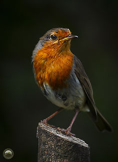 Robin  Erithacus rubecula,European Robin,Geotagged,United Kingdom