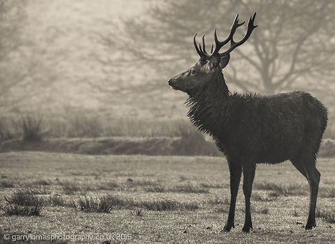 Red deer stag Red deer stag on a misty morning at Lyme Park, Cheshire, UK. Cervus elaphus,Geotagged,Red Deer,Red deer,United Kingdom,Winter,deer,lyme park,nature,red deer stag,wildlife