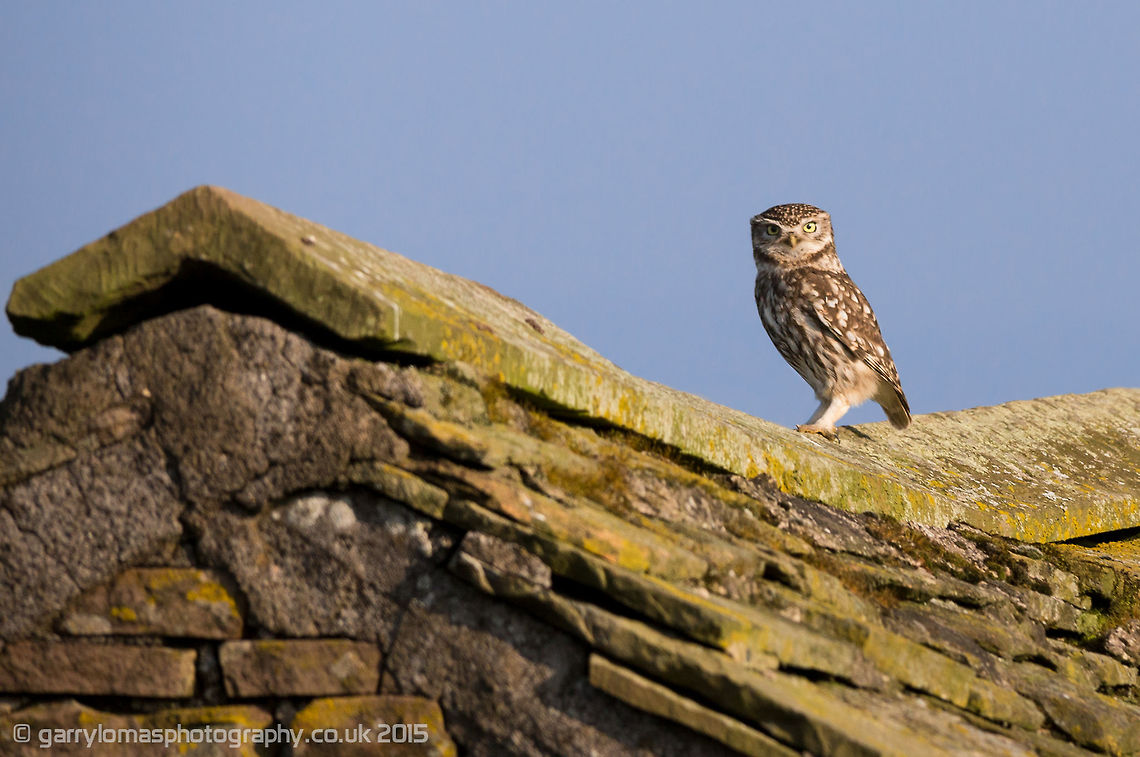 Little owl Beautiful Little owl Athene noctua,Little  Owl,little owl,owl