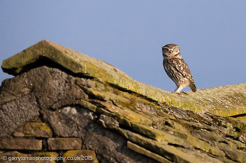 Little owl Beautiful Little owl Athene noctua,Little  Owl,little owl,owl