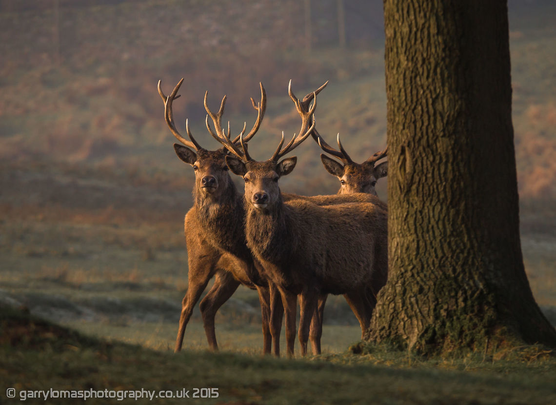 Red deer stags Red deer stags at Lyme Park, Peak District, UK Cervus elaphus,Geotagged,Red deer,United Kingdom,Winter