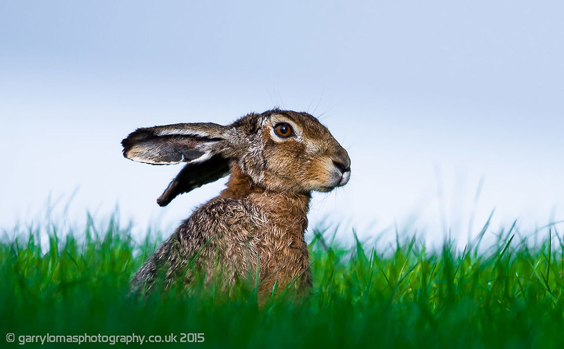 Brown Hare Brown Hares have very long black-tipped ears; large, long, powerful hind legs. Much redder than the mountain hare, and with a black-topped tail. Yellow flecking to the fur, more so than grey-brown rabbits. Larger than rabbits. European hare,Geotagged,Lepus europaeus,Spring,United Kingdom,brown hare,common hare,european hare,hare